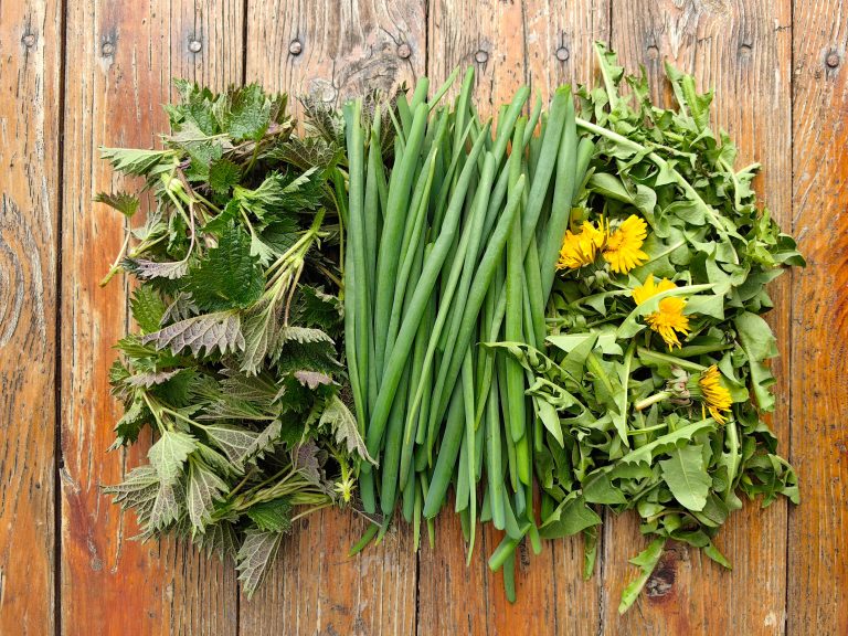 insalata, fagiolini, tarassaco con fiori gialli disposti ordinatamente su un ripiano di legno